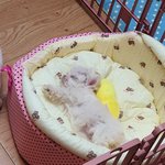 [말티즈<b>슈가</b>] 말티즈 <b>슈가</b>이야기 [둘]