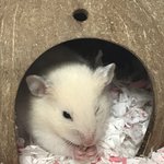 [댓글부탁해] <b>BABY</b>❤️시절 우리햄스터