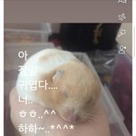톡선 햄스터 인형같지않늠?ㅋㅋㅋ