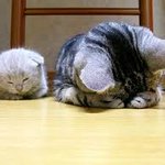 [방탄소년단] 죄돌이 심장<b>아파</b>..