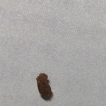 [19] 와__ 가만히있는데귓밥ㅈㄴ큰거떨어져나옴