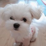 [말티즈<b>슈가</b>] 말티즈 <b>슈가</b>이야기 (셋)