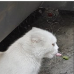 [고양이] 고양이 혓바닥일까요 껌<b>포장지</b>일까요?