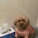 [드루와] 나 목욕할때 무서워서 강아지 옆에 놨어