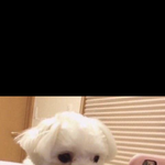 ㅅㅂ 내 본진 결혼하는 꿈 꿨다
