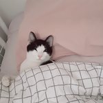 [고양이] 고양이 <b>이불</b>덮어줫엉