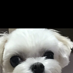 귀여운 강아지 대결을 시작한다