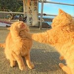 [댓글부탁해] 루트 10분의 10이랑 루트 10이 왜 같음......