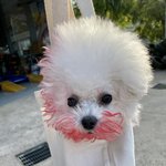 [강아지] 립스틱을 잃고 <b>착색</b>을 얻은 비숑