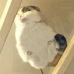 [드루와] 나진짜 <b>조화</b>로 살아남음