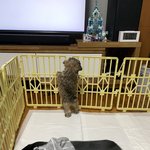 죽을 고비 넘기고 건강한 저희집 강아지 <b>자랑</b>해요