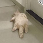 [방탄소년단] 진심으로 죄돌이 할때마다