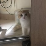 숏패딩 사려는데
