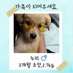 [강아지] 누리의 가족이 되어주세요