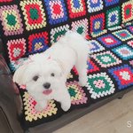 [말티즈<b>슈가</b>] 말티즈 <b>슈가</b>이야기 (넷)