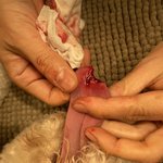 강아지미용 맡겼는데 혀가 잘렸습니다.
