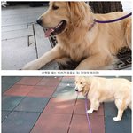 <b>목줄</b> 알아서 가져오는 댕댕이