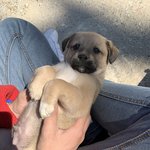 안녕하새오 시고르자브종 <b>후추</b>애오