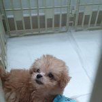 댕댕이 아들 자랑