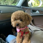 우리푸들 또<b>용이</b> 보고가!