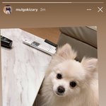 [모두드루와] +)유기견 임보중인 여돌