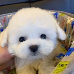 [이것좀봐줘] <b>미니비숑</b> 데려가실분???