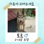 [강아지] 애견호텔에 버려진 토르