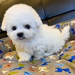 [꼭조언부탁] <b>미니비숑</b> 데려가실분???