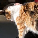 고양이 좋아하는 사람만 들어와봐