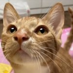 [드루와] 우리집 고양이 넘 <b>귀여웅</b> ㄹㅇ보면 후회안.한다