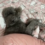 <b>울집</b> 먼지 잔다