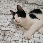 [고양이] 고양이 <b>이불</b> 덮어줬던 사람인데...