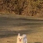 [이것좀봐줘] 우리 11살 아기 강아지 보고가세요