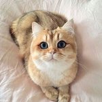[댓글부탁해] 너네 <b>독감</b> 백신 맞음??