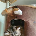 시베리아 고양이 [<b>아리</b>]에요~