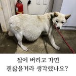 [강아지] 절에 버리고간 복수 <b>찬</b> 아이