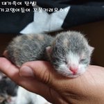 아빠냥의 6남매 <b>독박</b> 육아 일기