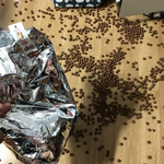 코<b>코볼</b> 먹으려다가 망했다