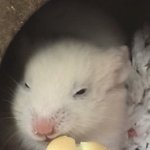 [ㅈㄱㄴ] 자려는데 햄스터가 <b>asmr</b>해줌