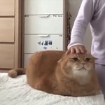 중고거래 쌉고수 이리와봐