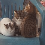 고냥이 사진 볼 사람?