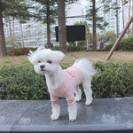 [말티즈슈가] 말티즈슈가 이야기 (<b>다섯</b>)