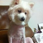 [19] 씨<b>이발</b> 친구 생일선물 컷 뭐라생각함? 들러와바