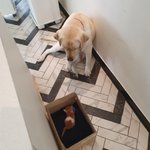 [꼬마젤리] 대형견 리트리버를 따라온 초미니 아깽이, 결국 냥줍에서...