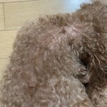 [드루와] 우리<b>집</b> 개님 개빡치셨다 어카냐?