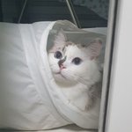 [고양이] 천방지축 점<b>순이</b>의 일기장