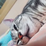 [고양이] 잠<b>만보</b> 돼냥이 보고가