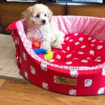 때아니게 할머니가 되었지만 사랑스런 <b>구슬</b>^^^