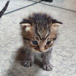 [고양이] 아기 냥이 급 질문드려요.