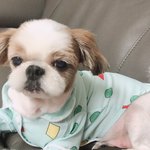 강아지가 15살인데...도와주세요[후기]